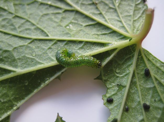 Blackcurrant sawfly larva and frass on underside of leaf